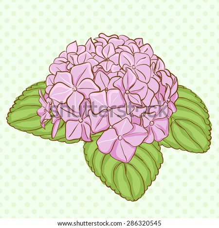 Beautiful pink hydrangea flowers. Decorative floral illustration