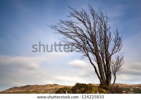 Dancing Tree, Scotland, Europe