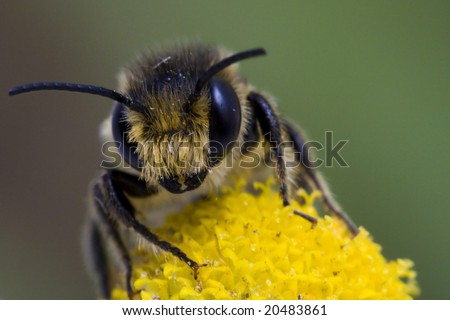 Cute Bee