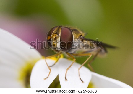 Hover Fly, Portugal