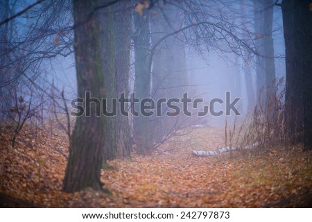 fog in the autumn forest