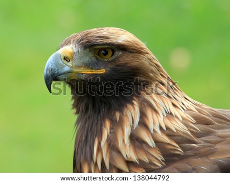 The portrait of Golden Eagle on the brown background