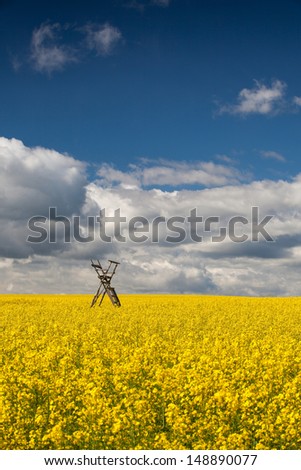 Flowers of oil in rapeseed field with hunting tower