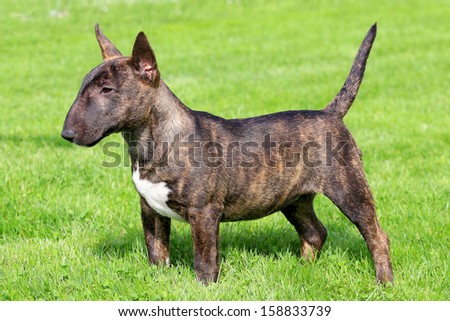 Miniature Bull Terrier in a garden