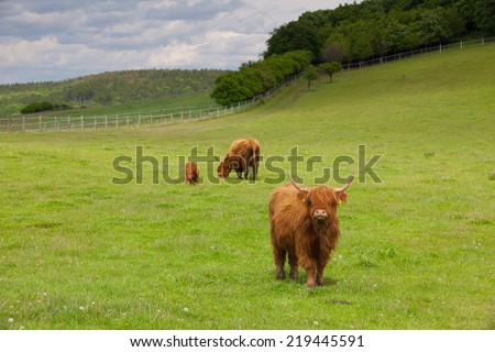 The herd of aberdeen angus eating grass on spring meadow