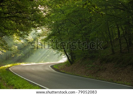 On the road in forest in the morning