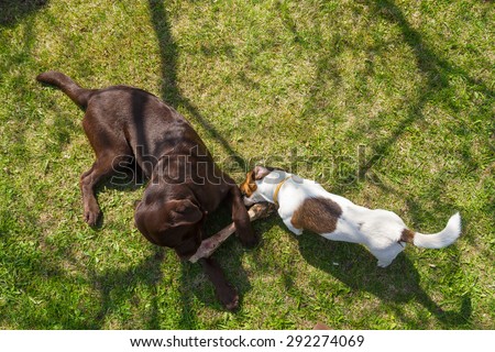 two dogs gnaw a bone on the grass in the garden