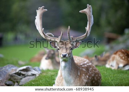 Deer with deer head