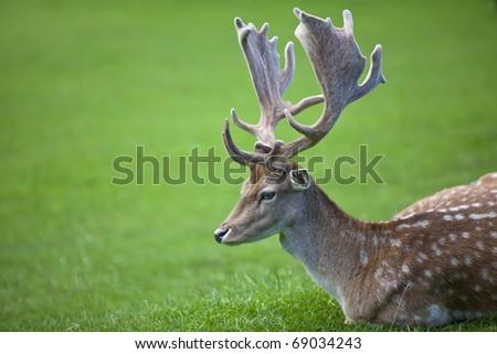 Deer with deer head