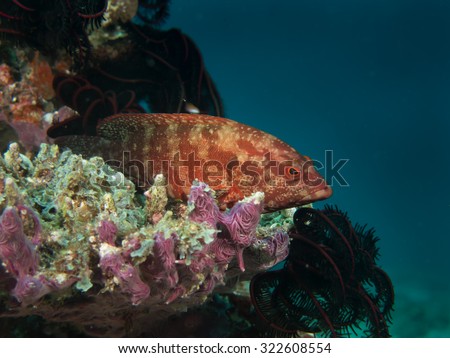 Vermillon Rock Cod or Coral cod, Cephalopholis miniata, resting on the coral