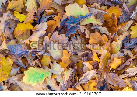 Fallen oak leaves. Yellow leaf on the ground. Autumn background. Carpet of fallen leaves.