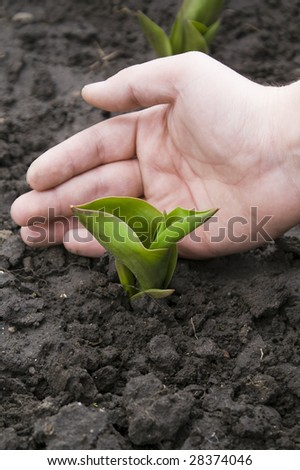 hand protects little plant. ecology concept
