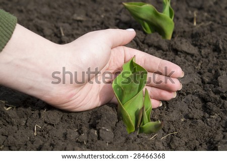 hand protects little plant. ecology concept