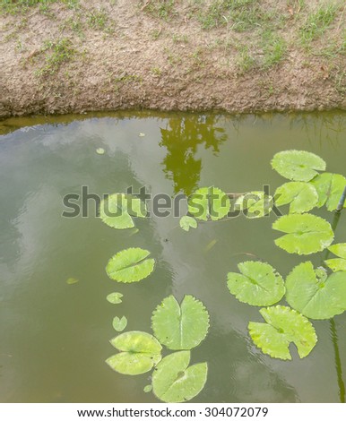 Lotus leaf on lotus pond
