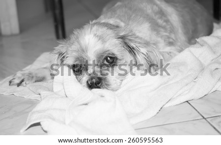sick and lonely dog with white towel