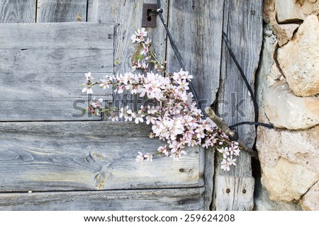 flowers, wood and stone. Almond Branches with flowers on an old wooden door of a stone barn.