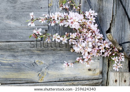 flowers at the door. Flowering almond tree branches on old wooden door of a barn