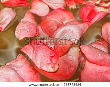 Close up rose petals in water / partly out of focus, focus on the lower part of the image