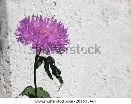 Purple chrysanthemums on a background of white concrete wall
