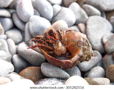 Hermit Crab. Crab in a shell Rapana /   partially out of focus, focus on a crab and shell