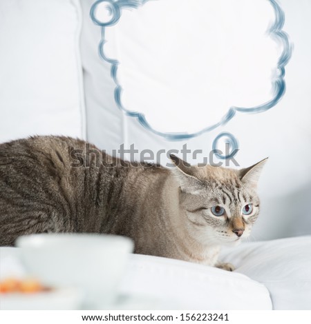 Cute tabby cat at home - laying on sofa and thinking, blank balloon with thoughts overhead