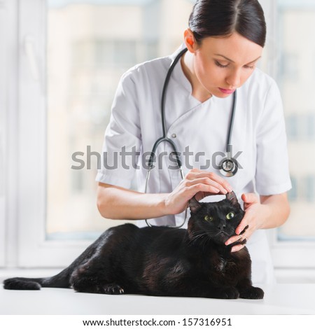 Veterinarian examining ear of a cat while doing checkup at clinic