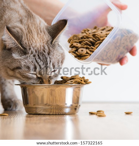 Woman Feeding Hungry Pet Cat