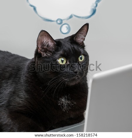 Black solid cat working with laptop. Big boss funny concept. Blank cloud balloon with its thoughts overhead with copyspace