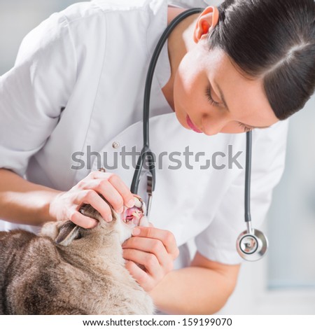 Veterinarian examining teeth of a cat while doing checkup at clinic