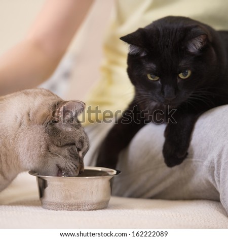 Unrecognizable woman feeding her two cats at home