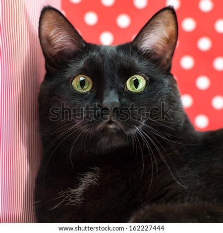 Portrait of a black cat pet lying near the red shopping paper bags