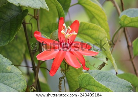 Exotic Red Flowering Vine with Green Leaves, Botanical Gardens, Butterfly World, Florida