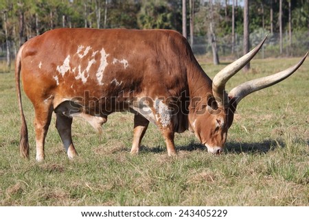 Huge Long-horned African Ox, Lion Country Safari, Florida