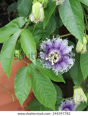 Blue and White Passion Flower With Green Leaves Against Terra Cota Flower Pot