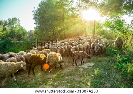Sheep graze in the pasture