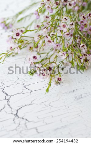 Tiny pink coleonoma flowers, confetti bush. A bunch of flowers  on a white background