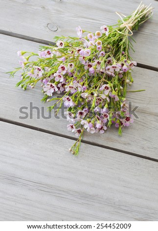 Tiny pink coleonoma flowers, confetti bush. A bunch of flowers on wooden background. waxflower