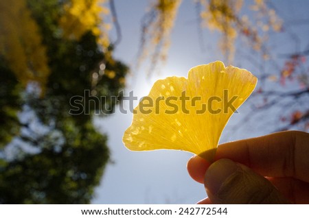 A yellow ginkgo leaf under the sunlight