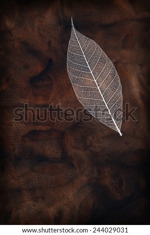 Skeleton leaf on mottled brown background