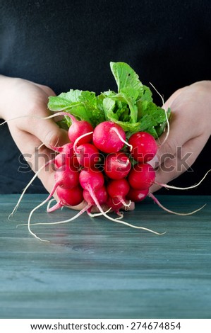 young female hands hold bunch of radish
