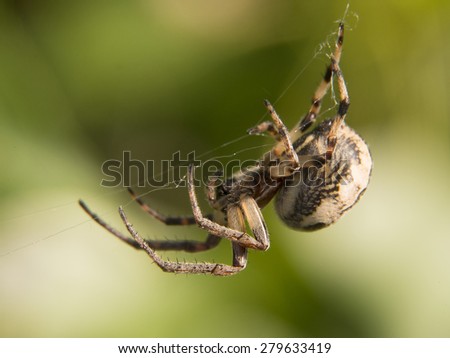 spider began to weave his network ready to catch prey