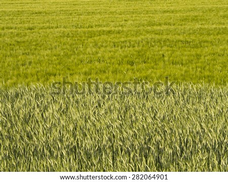 wheat oat green field