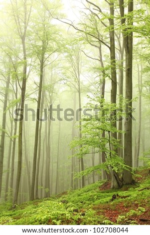 Misty spring beech forest on the mountain slope.