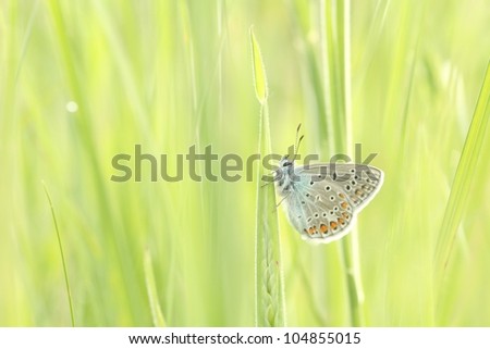 Butterfly on a blade of grass in a spring morning.