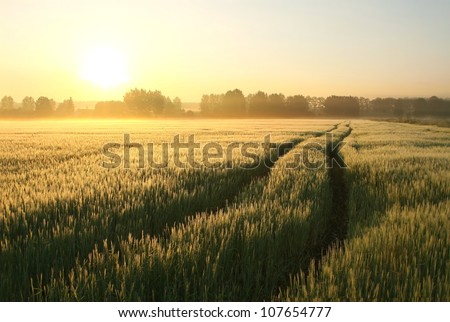 Dirt Road in a wheat field on a foggy spring morning Dirt Road in a wheat field on a foggy spring morning