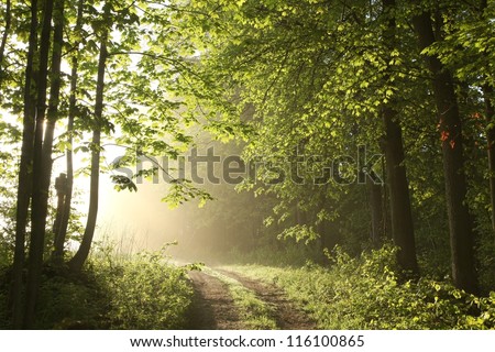Forest path on a sunny May morning.