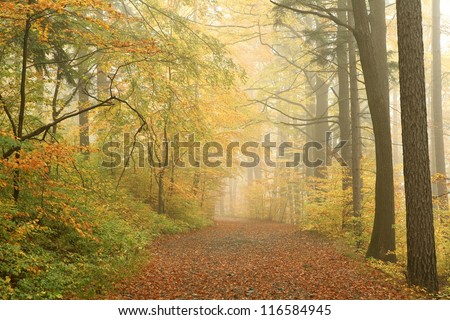 Forest path on a misty autumn morning.
