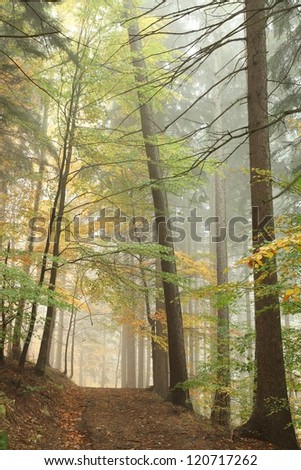 Forest path in the mountains on a misty October\'s morning.