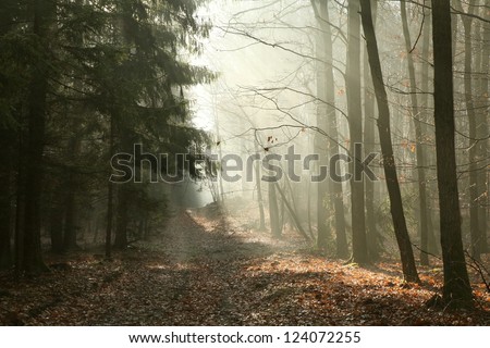 Path through late autumn forest on a foggy morning.