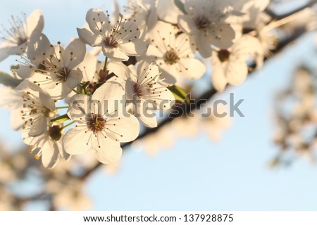 Spring flowers blooming on a branch of a tree.